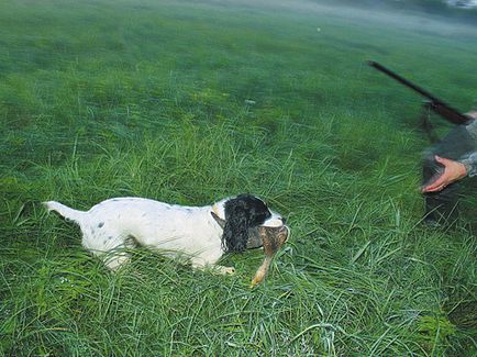 Cu privire la heritabilitatea calităților de lucru - câini de vânătoare