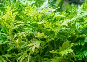 Descrierea și speciile de selaginella, îngrijirea plantelor