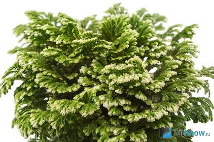 Descrierea și speciile de selaginella, îngrijirea plantelor