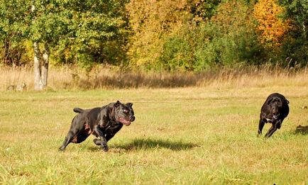 Leírás A fajta Cane Corso Photo olasz masztiff, természet szabvány