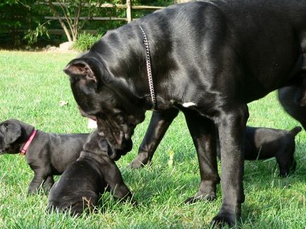 Leírás A fajta Cane Corso Photo olasz masztiff, természet szabvány