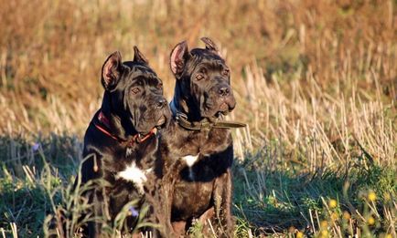 Descrierea rasei Cane Corso fotografie a mastiff-ului italian, caracter, standard