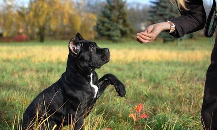 Leírás A fajta Cane Corso Photo olasz masztiff, természet szabvány