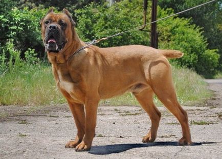 Leírás A fajta Cane Corso Photo olasz masztiff, természet szabvány