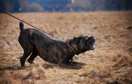 Leírás A fajta Cane Corso Photo olasz masztiff, természet szabvány