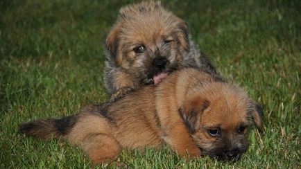 Descrierea rasei de câini Norwich Terrier cu recenzii de proprietar și fotografii