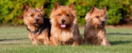 Descrierea rasei de câini Norwich Terrier cu recenzii de proprietar și fotografii