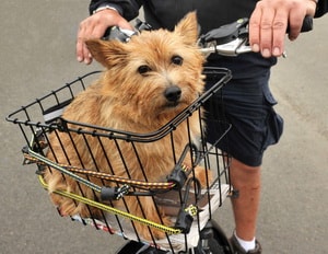 Descrierea rasei de câini Norwich Terrier cu recenzii de proprietar și fotografii