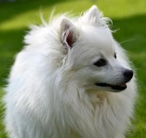 Descrierea rasei de câine volpino italiano cu recenzii și fotografii
