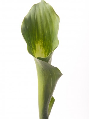 Calla portocalie