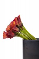 Calla portocalie