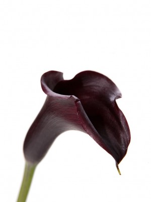 Calla portocalie