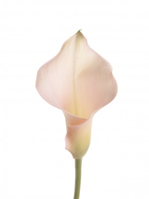 Calla portocalie