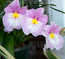 Miltonia îngrijire orhidee, reproducere, transplant