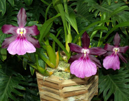 Miltonia îngrijire orhidee, reproducere, transplant