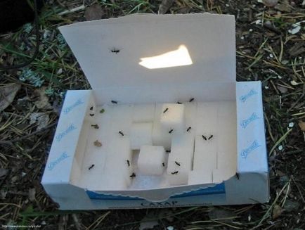 Poison pentru furnici la retete acasa decat pentru a otravi dăunători casnici și grădină, fotografii și