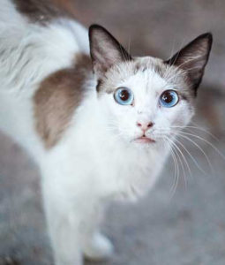 Ojos Azules fotografie, descrierea pisicii și natura ei