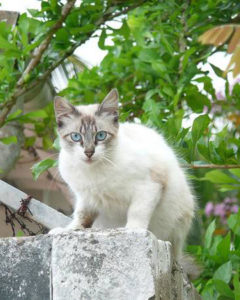 Ojos Azules fotó, leírás a macska és annak jellegét