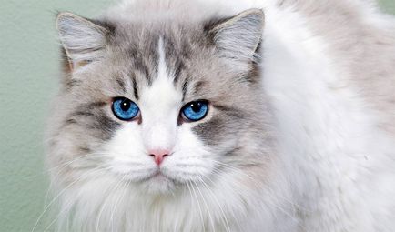 Ojos Azules fotó, leírás a macska és annak jellegét