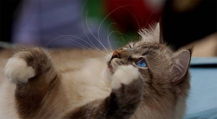 Ojos Azules fotografie, descrierea pisicii și natura ei