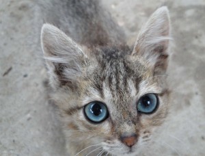 Ojos Azules fotó, leírás, karakter, ellátás, macska, és a macska