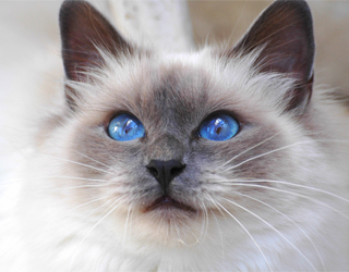 Ojos Azules fotó, leírás, karakter, ellátás, macska, és a macska