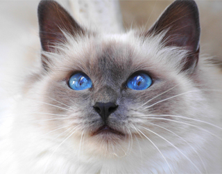 Ojos Azules fotó, leírás, karakter, ellátás, macska, és a macska (leírás) Ojos Azules fotó, leírás, karakter, ellátás, macska, és a macska