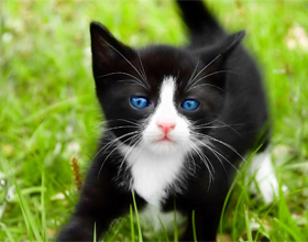 Ojos Azules fotó, leírás, karakter, ellátás, macska, és a macska (Azules) Ojos Azules fotó, leírás, karakter, ellátás, macska, és a macska