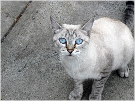 Ojos Azules macska fotók, videók, ár, fajta leírás, karakter