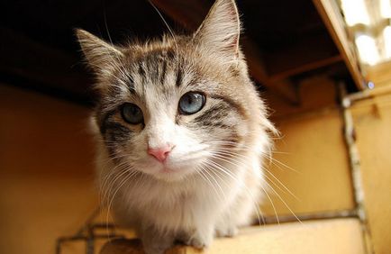 Ojos descrie descrierea rasei de pisici