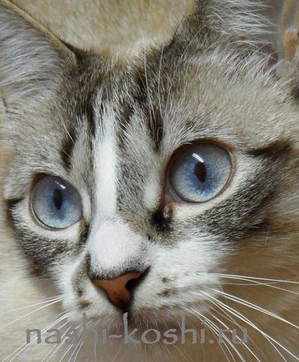 Ojos Azules, totul despre pisici