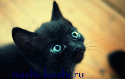 Ojos Azules, totul despre pisici