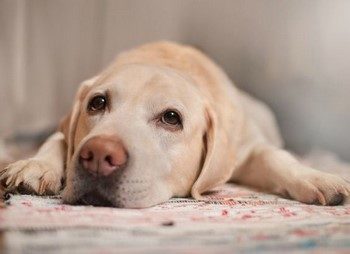 Parteria parvovirusă la simptomele și tratamentul câinilor