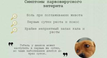 Парвовірусний ентерит у собак симптоми і лікування