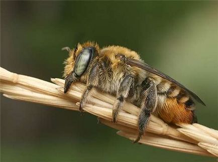 Vadon élő méhek a csalánkiütés, különösen a téli, hogyan lehet megtalálni, és szelíd - videó - „minden részletet”