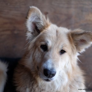 Un câine pe nume Andrew, un super-câine