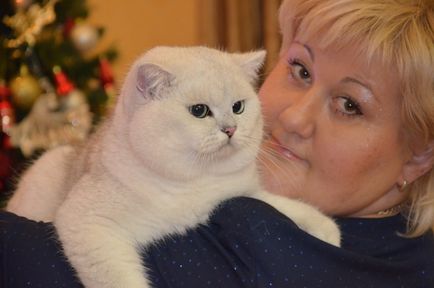 Розплідник британських кішок - luxury-cats