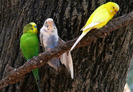 Чому хвилястий папуга підтискає лапку чому хвилястий папуга підтискає лапку