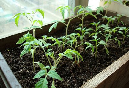 Підживлення розсади помідорів у домашніх умовах типи добрив і схема підгодівлі