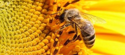 Podmor albină pentru articulații tinctura de prescripție, triturate, bulion