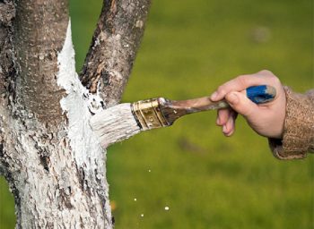 Pictura cu trăsături de pictura a pomilor fructiferi