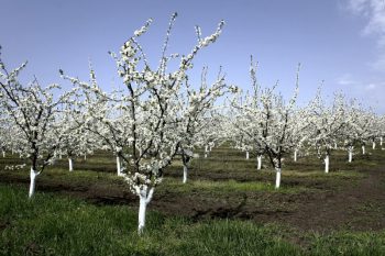 Pictura cu trăsături de pictura a pomilor fructiferi