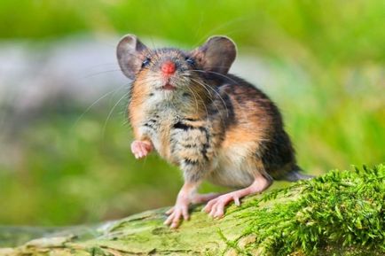 Польові миші і хом'яки мають здатності до рахунку