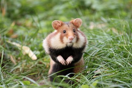 Польові миші і хом'яки мають здатності до рахунку
