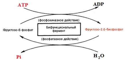 поліфункціональні ферменти