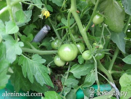 Tomate plantate și uitate fără probleme