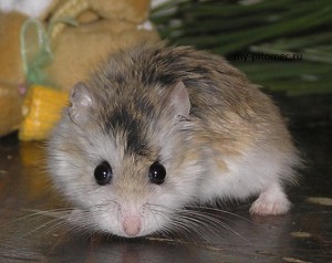 Rase de hamsteri