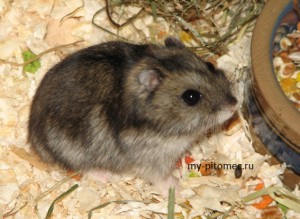 Rase de hamsteri