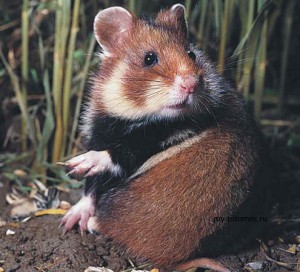 Rase de hamsteri