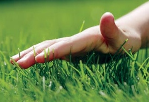 Правила посадки газонної трави і основні заходи щодо догляду за нею